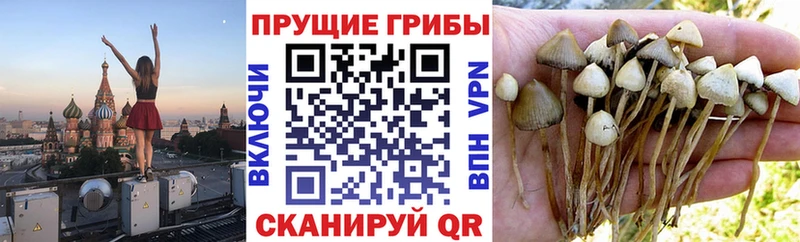 блэк спрут вход  Высоцк  Галлюциногенные грибы Magic Shrooms 